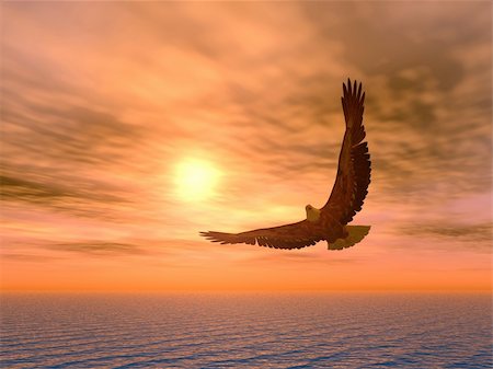 eagle in the ocean - Eagle on a background of the coming sun. Stock Photo - Budget Royalty-Free & Subscription, Code: 400-05004120