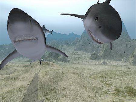 simsearch:400-08550702,k - Sharks in water (three sharks in various poses) Stock Photo - Budget Royalty-Free & Subscription, Code: 400-05004132