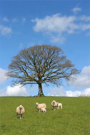 simsearch:400-04478701,k - Oak tree in spring with sheep and lambs grazing in a field with a blue sky and clouds to the rear. Stockbilder - Microstock & Abonnement, Bildnummer: 400-05004296