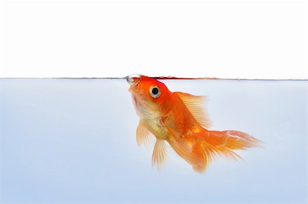 sad fish - gold fish at the waterline Stock Photo - Budget Royalty-Free & Subscription, Code: 400-05004686