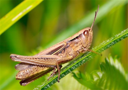 simsearch:400-04590632,k - brown grasshopper sitting on a green blade of grass Stock Photo - Budget Royalty-Free & Subscription, Code: 400-05004874