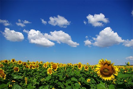 simsearch:400-04742969,k - sunflower field over cloudy blue sky Stockbilder - Microstock & Abonnement, Bildnummer: 400-05005279