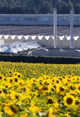 simsearch:400-05682398,k - Field of sunflowers in front of a factory building Stock Photo - Budget Royalty-Free & Subscription, Code: 400-05005667