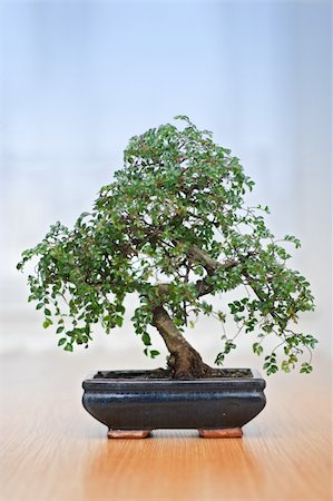 Green bonsai tree in pot over blue background Stock Photo - Budget Royalty-Free & Subscription, Code: 400-05005889