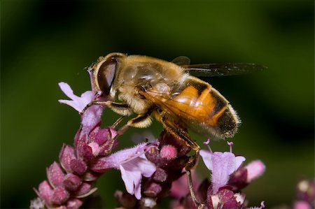 simsearch:400-04593284,k - Extreme macro of a working bee on flower Foto de stock - Super Valor sin royalties y Suscripción, Código: 400-05005907