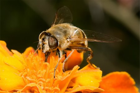 simsearch:400-04593284,k - Extreme macro of a working bee on flower Foto de stock - Super Valor sin royalties y Suscripción, Código: 400-05005903