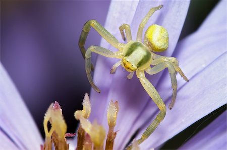 simsearch:400-04824887,k - Extreme macro of a small spider on flower Stock Photo - Budget Royalty-Free & Subscription, Code: 400-05005911