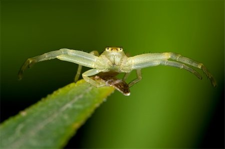 simsearch:400-04824887,k - Extreme macro of a small spider on grass Stock Photo - Budget Royalty-Free & Subscription, Code: 400-05005912