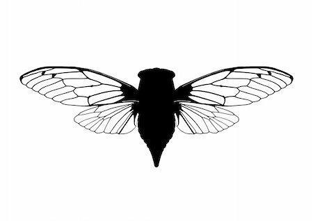 Cicada Photographie de stock - Aubaine LD & Abonnement, Code: 400-05006028