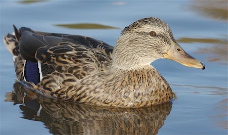 Mallard in the water. Norway 2008 Foto de stock - Royalty-Free Super Valor e Assinatura, Número: 400-05006164