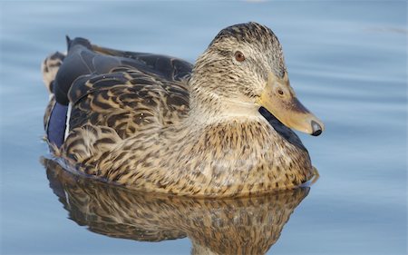 Mallard in the water. Norway 2008 Foto de stock - Royalty-Free Super Valor e Assinatura, Número: 400-05006163