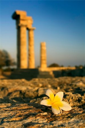 A tree bloom in a ruin of an ancient Apollo's temple in Greece Stock Photo - Budget Royalty-Free & Subscription, Code: 400-05006468