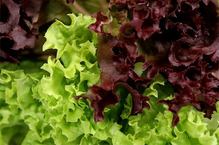 Fresh salad Stock Photo - Budget Royalty-Free & Subscription, Code: 400-05006504