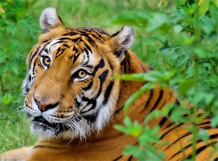 simsearch:400-04355437,k - Close-up of a Tigers face. Fotografie stock - Microstock e Abbonamento, Codice: 400-05006633