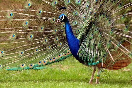 Male peacock in full plumage at Warwick Castle Stock Photo - Budget Royalty-Free & Subscription, Code: 400-05006748