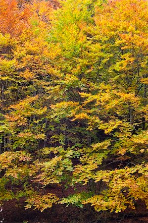 simsearch:400-04276166,k - The autumn colors in the national park Foto de stock - Royalty-Free Super Valor e Assinatura, Número: 400-05006892