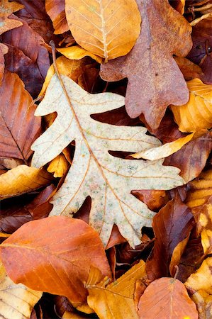 simsearch:400-05079593,k - Leaves in Autumn, Sierra de la Demanda, Burgos (Spain) Stock Photo - Budget Royalty-Free & Subscription, Code: 400-05006944