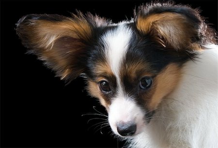 The puppy papillon on a black background Stock Photo - Budget Royalty-Free & Subscription, Code: 400-05007127