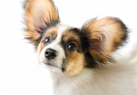 simsearch:400-05722368,k - Portrait young papillon on a white background Stock Photo - Budget Royalty-Free & Subscription, Code: 400-05007128