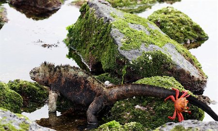 sea iguana - A sally lightfoot crab goes for a ride on the tail of a marine iguana Stock Photo - Budget Royalty-Free & Subscription, Code: 400-05007619