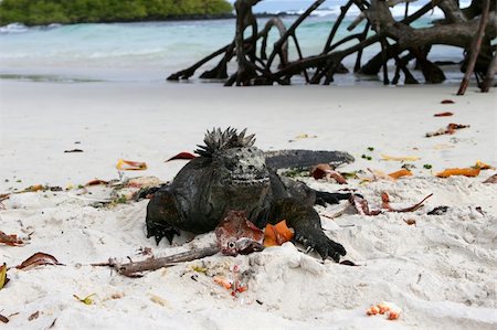 darwin - A marine iguana resting on the beach in the galapagos islands Photographie de stock - Aubaine LD & Abonnement, Code: 400-05007613