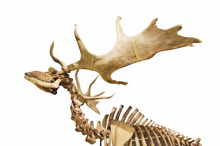 simsearch:400-05748525,k - skeleton of fossil deer Foto de stock - Royalty-Free Super Valor e Assinatura, Número: 400-05008842
