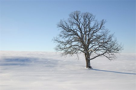 A beautiful large single oak tree in the winter snow and blue sky with a park bench at the base of the tree. Stock Photo - Budget Royalty-Free & Subscription, Code: 400-05009217