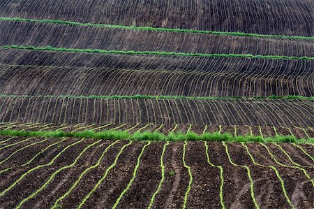 Rows of tiny plants coming up in the early spring. Stock Photo - Budget Royalty-Free & Subscription, Code: 400-05009218