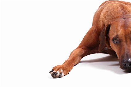 simsearch:400-06567310,k - right half of rhodesian ridgeback over white background Stockbilder - Microstock & Abonnement, Bildnummer: 400-05009664