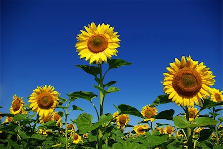 simsearch:400-04742969,k - sunflower field over  blue sky Stockbilder - Microstock & Abonnement, Bildnummer: 400-05009800