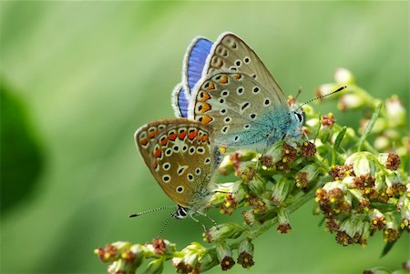 falena - butterfly on a green leaf Fotografie stock - Microstock e Abbonamento, Codice: 400-05009801