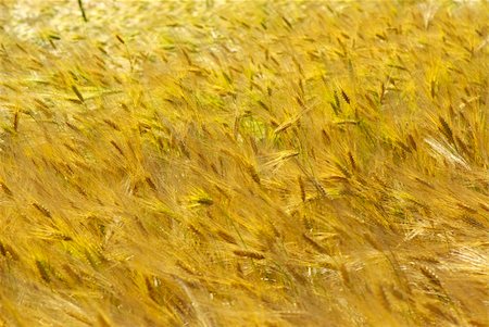 simsearch:400-08977636,k - Yellow grain ready for harvest growing in a farm field Stock Photo - Budget Royalty-Free & Subscription, Code: 400-05009814