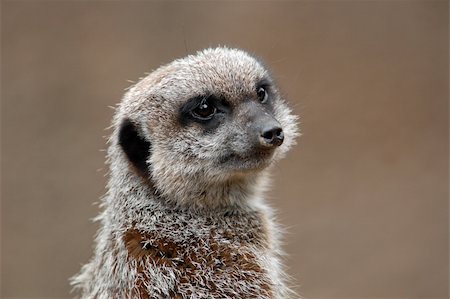 simsearch:400-04879400,k - A meerkat sits on top of a rock on lookout watch. Stock Photo - Budget Royalty-Free & Subscription, Code: 400-05009921