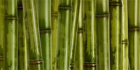 fine image of different bamboo, nature background Stock Photo - Budget Royalty-Free & Subscription, Code: 400-05009948