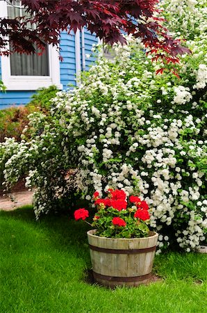 Landscaped front yard of a house with flowering garden Stock Photo - Budget Royalty-Free & Subscription, Code: 400-05000074