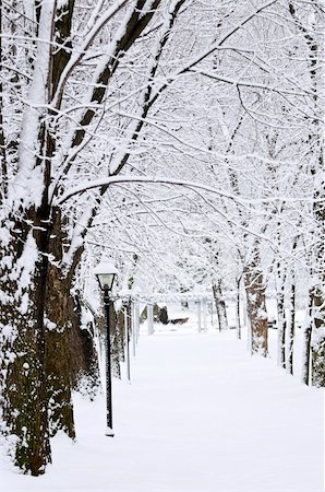 simsearch:400-04014691,k - Lane in winter park with snow covered trees Stock Photo - Budget Royalty-Free & Subscription, Code: 400-05000088