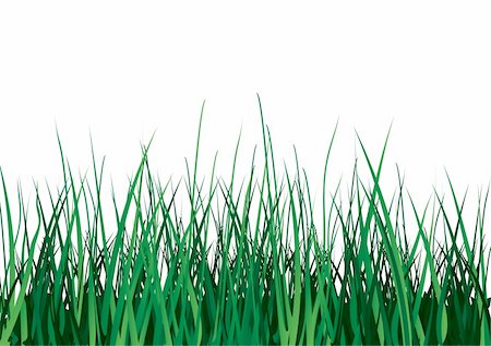 Green grass on white background. Vector illustration. Isolated. Stock Photo - Budget Royalty-Free & Subscription, Code: 400-05000192