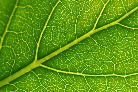 fotosintesi - structure of leaf natural background Fotografie stock - Microstock e Abbonamento, Codice: 400-05000661