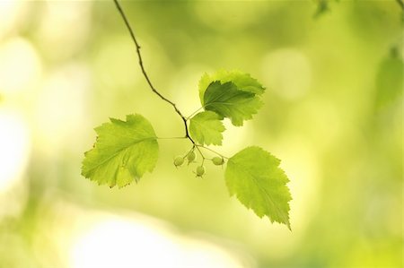 closeup of sunny vegetation in forest Foto de stock - Royalty-Free Super Valor e Assinatura, Número: 400-05000740