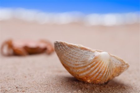 sea shell seashell on beach sand, shallow DOF Foto de stock - Royalty-Free Super Valor e Assinatura, Número: 400-05000858