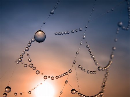 simsearch:400-07570299,k - close up of a spider web with dew drops Stock Photo - Budget Royalty-Free & Subscription, Code: 400-05000985