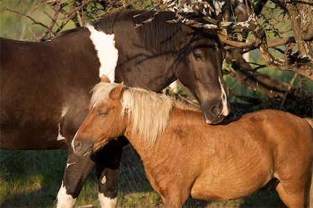 shetlandpony - Horse & Pony Stockbilder - Microstock & Abonnement, Bildnummer: 400-05001087