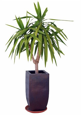 Yucca isolated with clipping path Photographie de stock - Aubaine LD & Abonnement, Code: 400-05001380