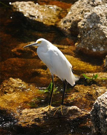 Snowy egret (egretta thula) in the Florida Everglades Foto de stock - Super Valor sin royalties y Suscripción, Código: 400-05001441