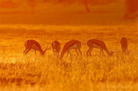 simsearch:400-04343506,k - Springbok antelopes (Antidorcas marsupialis) in dust at sunrise, Kalahari desert, South Africa Foto de stock - Royalty-Free Super Valor e Assinatura, Número: 400-05001451
