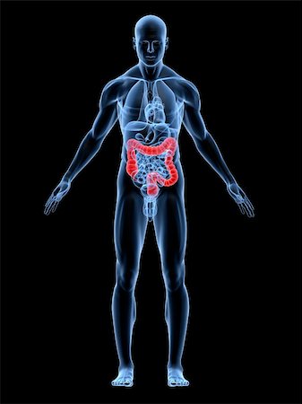3d rendered anatomy illustration of a male body shape with highlighted colon Foto de stock - Super Valor sin royalties y Suscripción, Código: 400-05001944