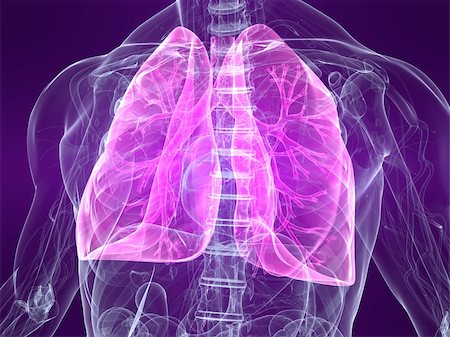 3d rendered anatomy illustration of a human body shape with marked lung Stock Photo - Budget Royalty-Free & Subscription, Code: 400-05001946