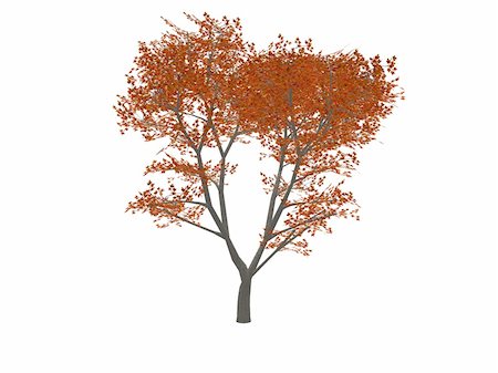 Tree with small red leaves (completely isolated on a white background) Stock Photo - Budget Royalty-Free & Subscription, Code: 400-05002012