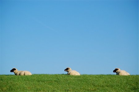 sheep coat - three sheeps in a row Stock Photo - Budget Royalty-Free & Subscription, Code: 400-05002204