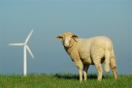 sheep coat - Sheep on a dyke Stock Photo - Budget Royalty-Free & Subscription, Code: 400-05002203